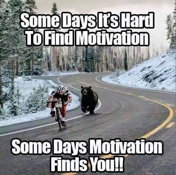 bear cycling