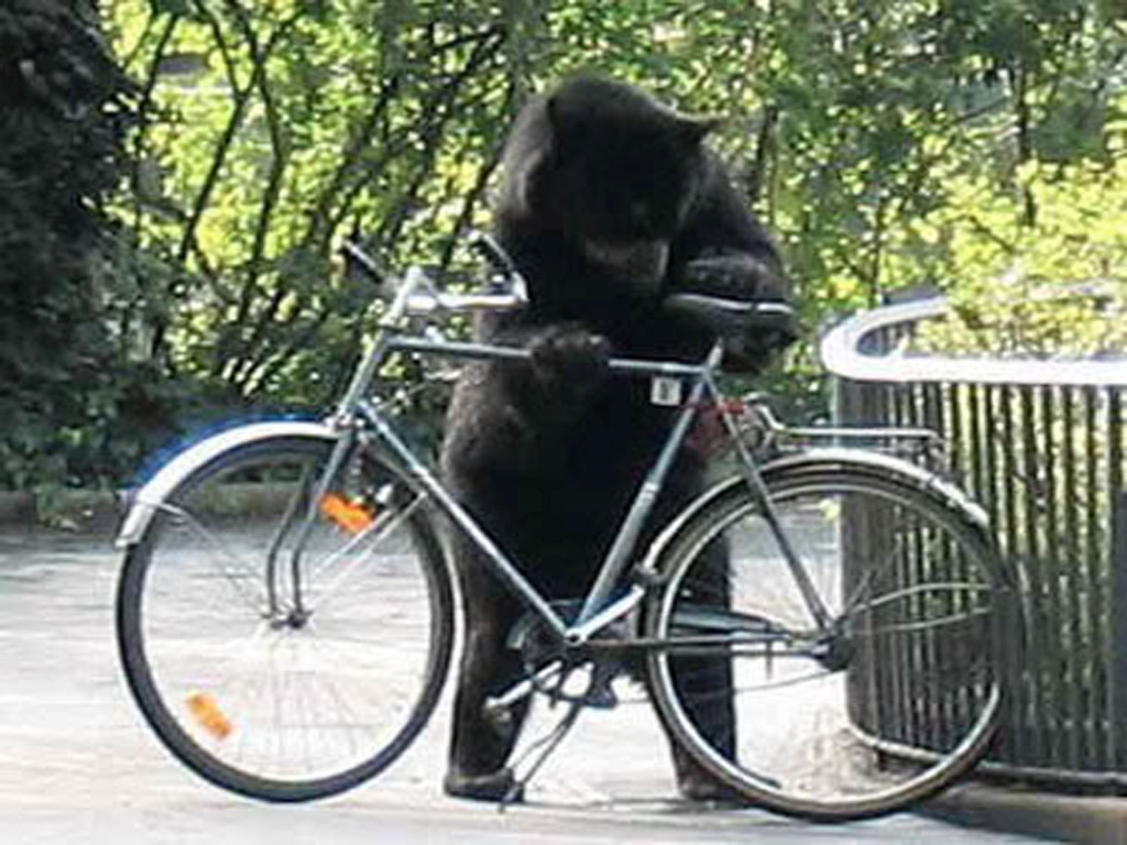bear_bicycle
